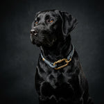 Community Pup