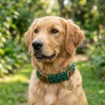 Community Pup