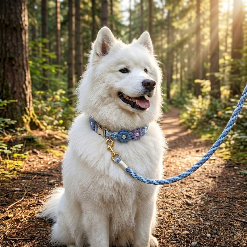 A fluffy white Samoyed dog sitting on a wooded hiking trail, attached to a durable braided rope dog leash from Paw's Line.