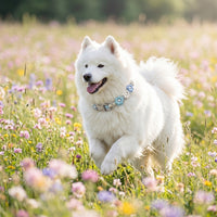 A happy, fluffy white Samoyed running through a meadow of pastel wildflowers while wearing a Paw's Line floral macrame collar.