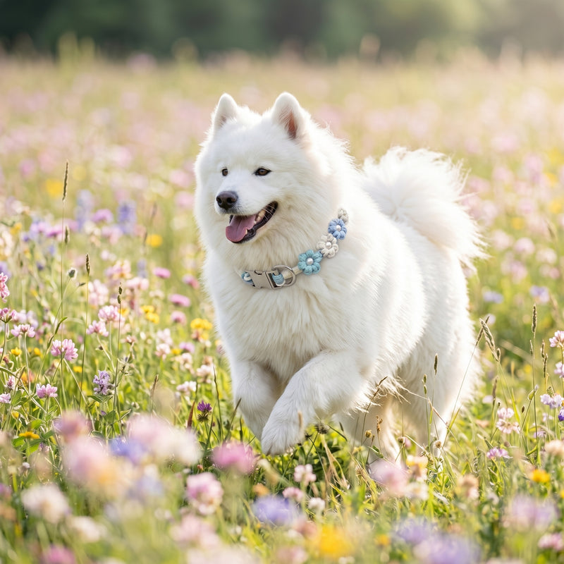 A happy, fluffy white Samoyed running through a meadow of pastel wildflowers while wearing a Paw's Line floral macrame collar.