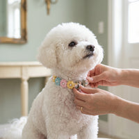 A close-up of a person's hands gently adjusting a pastel macrame flower collar around the neck of a small, fluffy white dog in a bright home entryway.