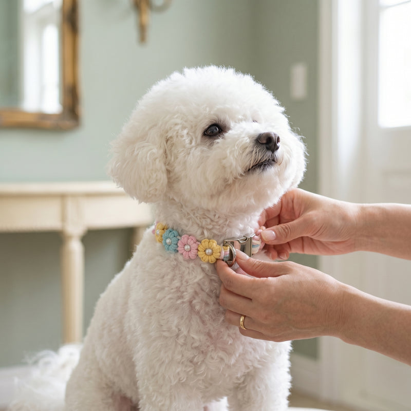 A close-up of a person's hands gently adjusting a pastel macrame flower collar around the neck of a small, fluffy white dog in a bright home entryway.