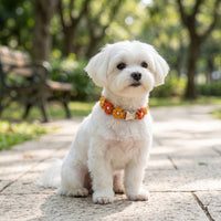 A small, fluffy white dog wearing the Summer Sun variant of the macrame floral dog collar, sitting on a stone walkway in a sunlit park.