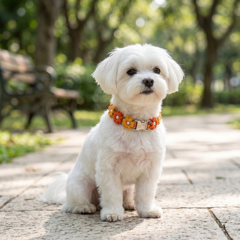 A small, fluffy white dog wearing the Summer Sun variant of the macrame floral dog collar, sitting on a stone walkway in a sunlit park.