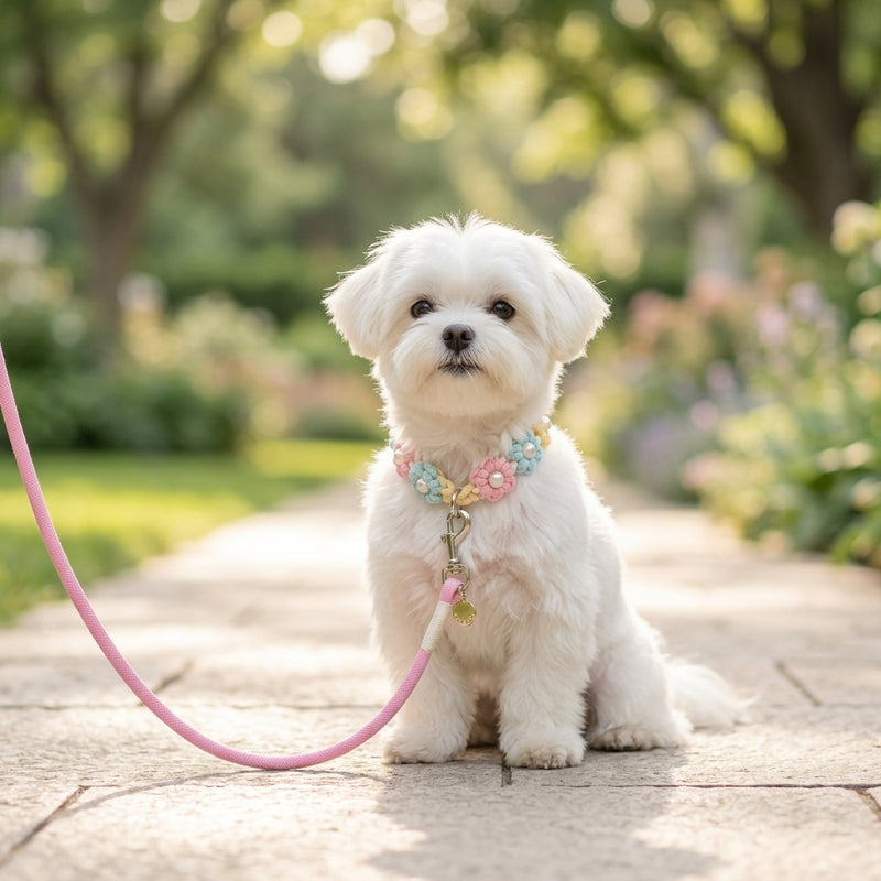 A small, fluffy white dog wearing the matching collar and The Pearl & Blossom Dog Leash in Pastel Candy while sitting in a sunlit park.