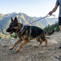 A German Shepherd running on a mountain trail with a runner, using the high-strength Traverse Braided Paracord Leash. color:all