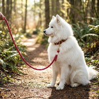 A fluffy white Samoyed dog sitting on a wooded trail, attached to a durable Crimson Adventure Traverse Braided Paracord Leash. color:all