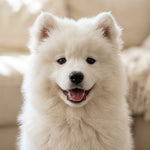 Community Pup
